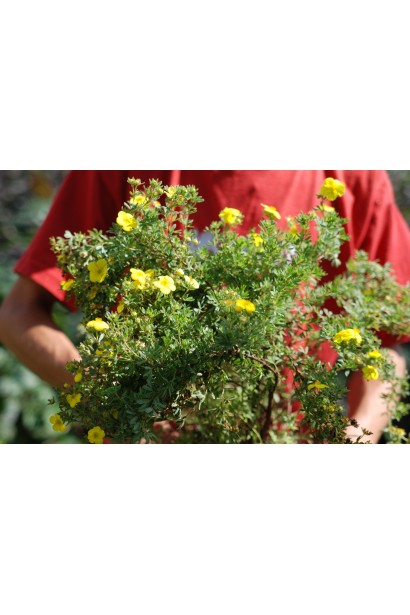 Перстач чагарниковий / Лапчатка кущова Кобольд | Potentilla fruticosa Kobold | Лапчатка кустарниковая Кобольд