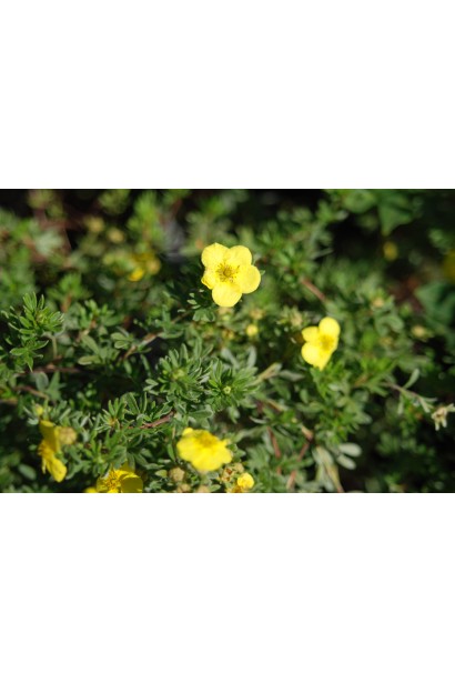 Potentilla fruticosa Kobold
