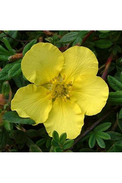 Перстач чагарниковий Елізабет великі жовті квіти