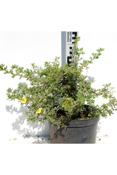 Лапчатка кущова Елізабет горщик 3 л 20-30 см