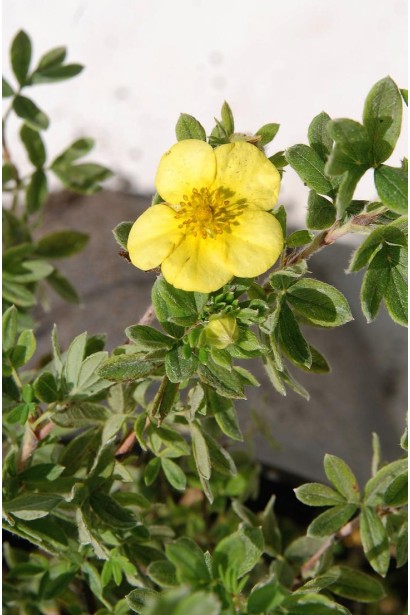 Перстач жовтий Елізабет квітка