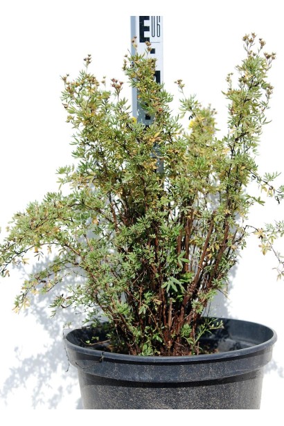 Перстач чагарниковий Елізабет в горщику 5 л висота 50-60 см