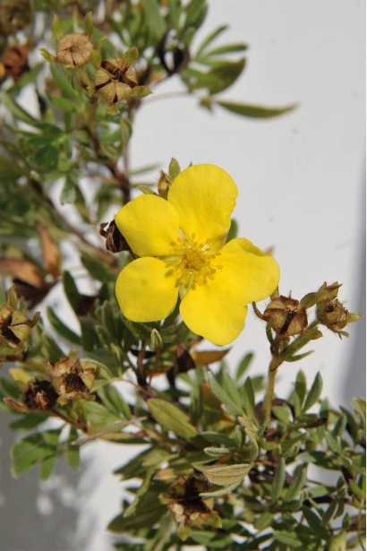 Лапчатка кущова Елізабет