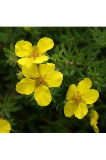 Курильський чай