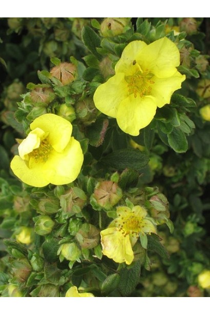 Лапчатка жовтого кольору Елізабет