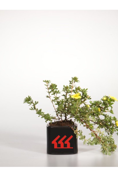 Перстач чагарниковий Елізабет контейнер Р9