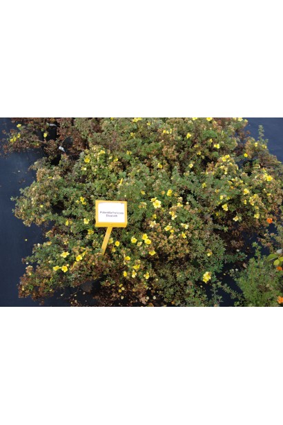 Перстач чагарниковий Elizabeth