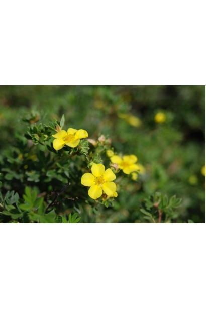 Potentilla fruticosa Elizabeth