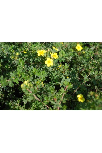 Перстач чагарниковий / Лапчатка кущова Елізабет