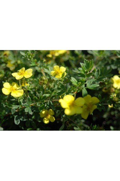 П’ятилисник кущовий Елізабет 