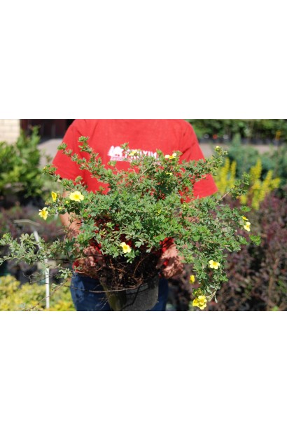 Перстач чагарниковий Елізабет саджанець в контейнері 5 л