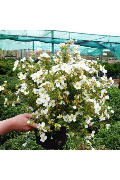 Potentilla fruticosa Abbotswood