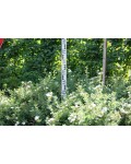 Лапчатка кустарниковая Абботсвуд | Лапчатка кущова Абботсвуд | Potentilla fruticosa Abbotswood