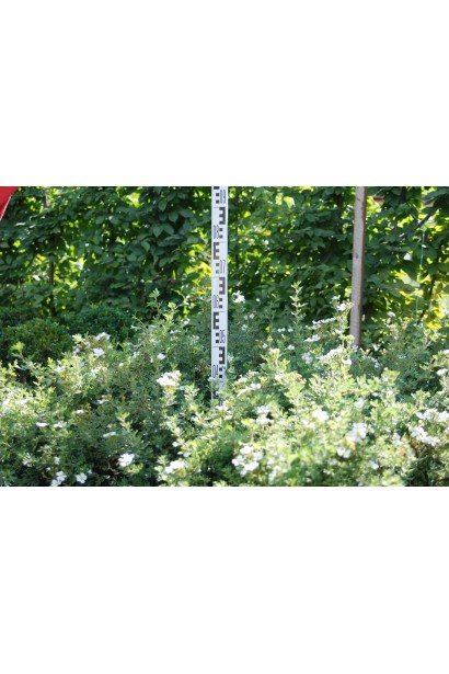 Лапчатка кущова Abbotswood в садовому центрі