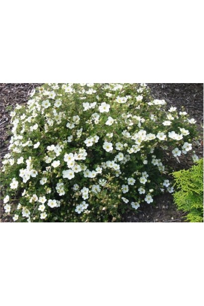 Перстач кущовий Аботсвуд кущ з округлою густою кроною