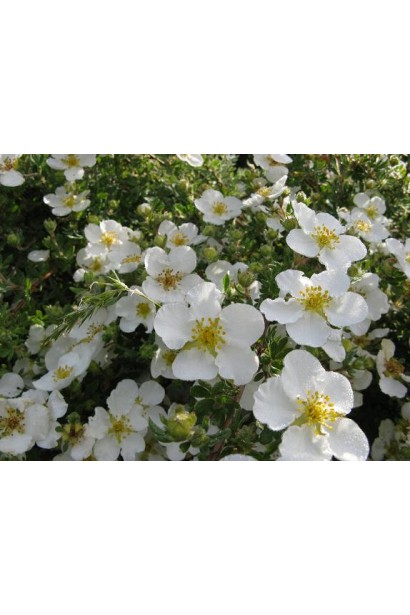 Лапчатка кущова Абботсвуд білі квіти