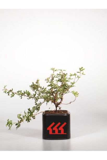 Перстач чагарниковий Абботсвуд саджанець Р9