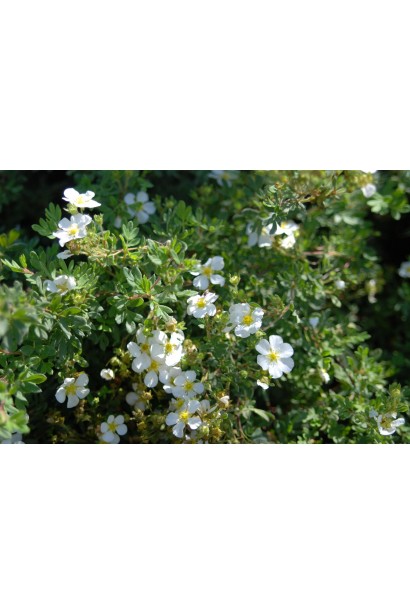 Перстач кущовий Абботсвуд