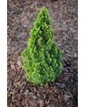 Ялина канадська Пікколо | Picea glauca Piccolo | Ель канадская Пикколо