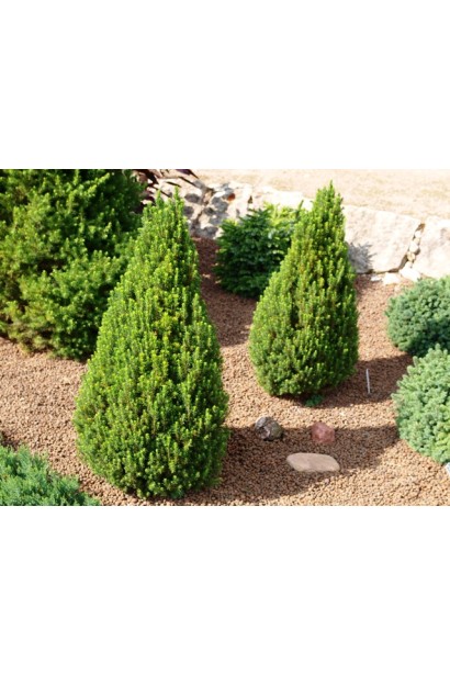 Ялина канадська Пікколо