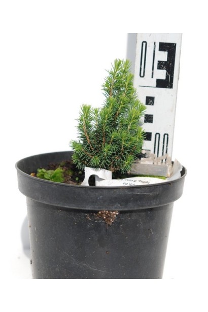 Ялина сиза Пікколо горщик 3 л 10-15 см