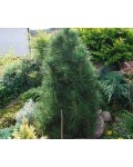 Сосна обыкновенная Глобоза Виридиз | Сосна звичайна Глобоза Вiрiдiз | Pinus sylvestris Globosa Viridis