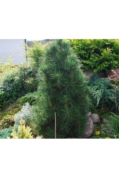 Сосна Глобоза Вiрiдiз в ландшафті