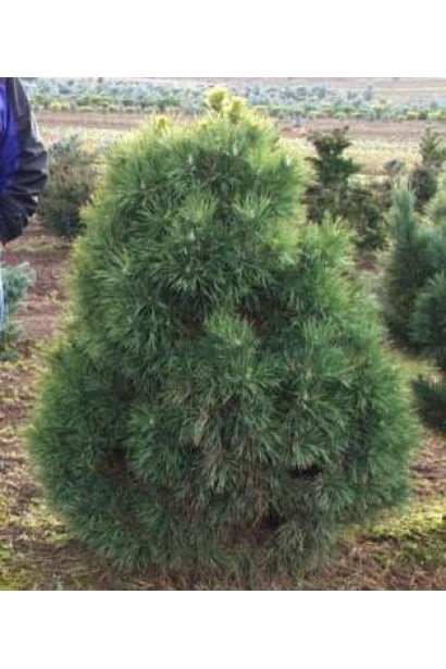 Сосна звичайна Глобоза Вiрiдiз