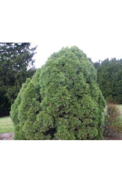 Доросле дерево сосни звичайної Глобоза Вiрiдiз