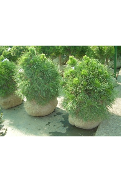 Сосна звичайна Глобоза Вiрiдiз саджанці з комом землі