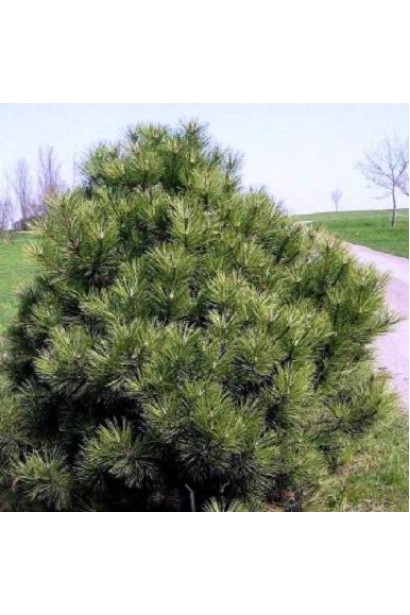 Сосна чорна / австрійська Нана