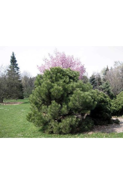 Компактна форма сосни "Нана" у саду.