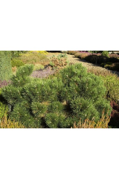 Низькоросла форма сосни австрійська Нана  для альпінаріїв.