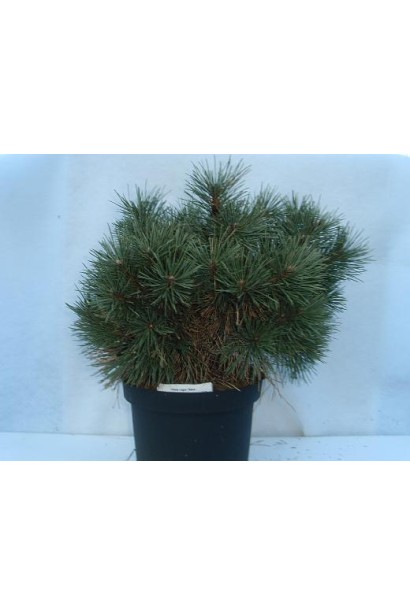 Саджанець сосни чорна / австрійська Нана