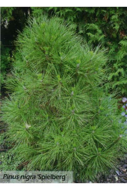 Декоративна сосна "Спілберг" з густою зеленню.