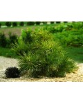 Сосна черная / австрийская Спилберг | Сосна чорна / австрійська Спiлберг | Pinus nigra Spielberg