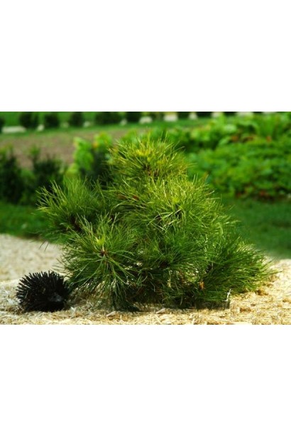 Сосна "Спілберг" для озеленення садових територій.