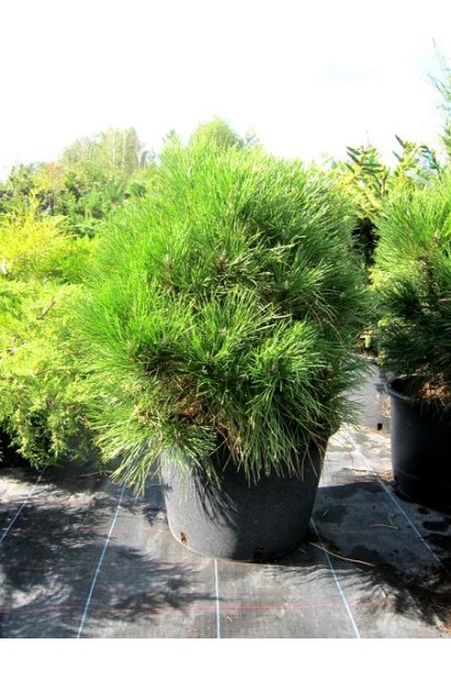 Сосна "Спілберг" з відмінною структурою і формою.