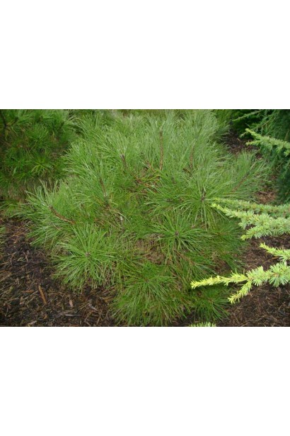 Сосна чорна / австрійська Спiлберг