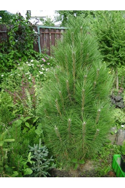 Висока сосна "Фастігіата" з компактною кроною.