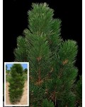 Сосна черная / австрийская Фастигиата | Сосна чорна / австрійська Фастiгiата | Pinus nigra Fastigiata