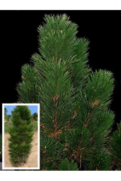 Сосна "Фастігіата" з вертикальною формою та хвоєю.