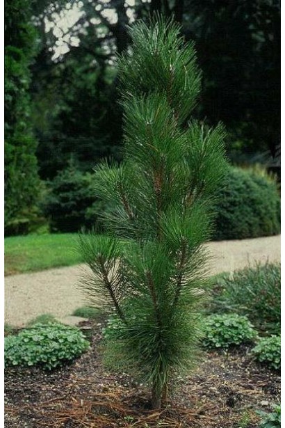 Сосна "Фастігіата" для сучасних міських ландшафтів.