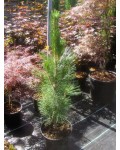 Сосна черная / австрийская Фастигиата | Сосна чорна / австрійська Фастiгiата | Pinus nigra Fastigiata