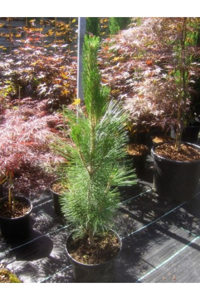 Сосна чорна / австрійська Фастiгiата