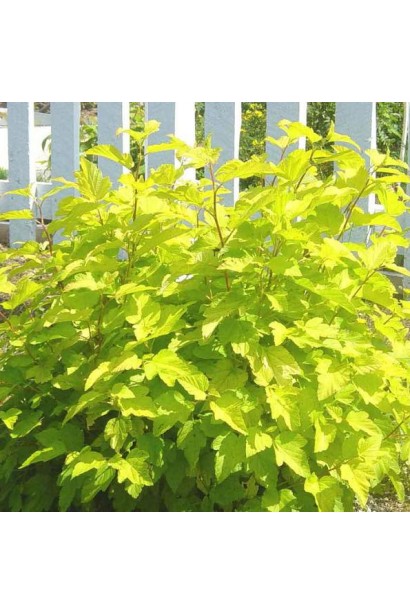 Пухироплідник Лютеус створює сонячний акцент у саду.