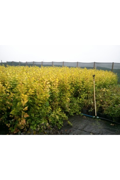 Luteus добре підходить для бордюрів та композицій.