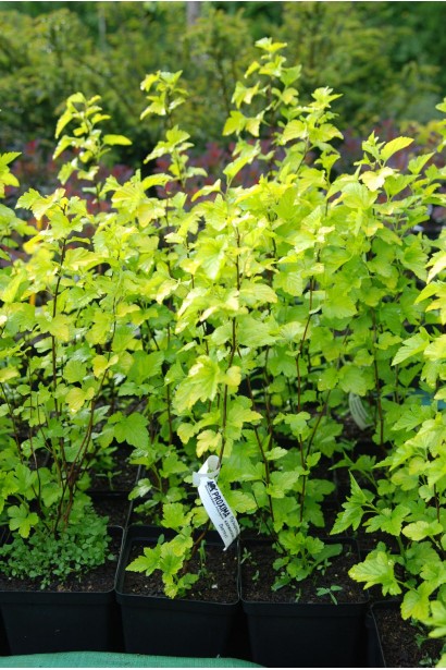 Листя Пухироплiдника калинолистого Лютеус