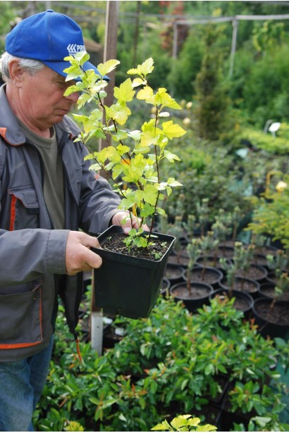 Саджанець Luteus для яскравого оформлення ландшафту.