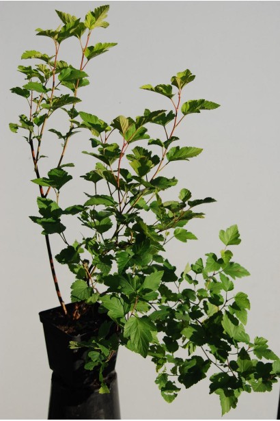 Пухироплідник Luteus підходить для вирощування в контейнерах.